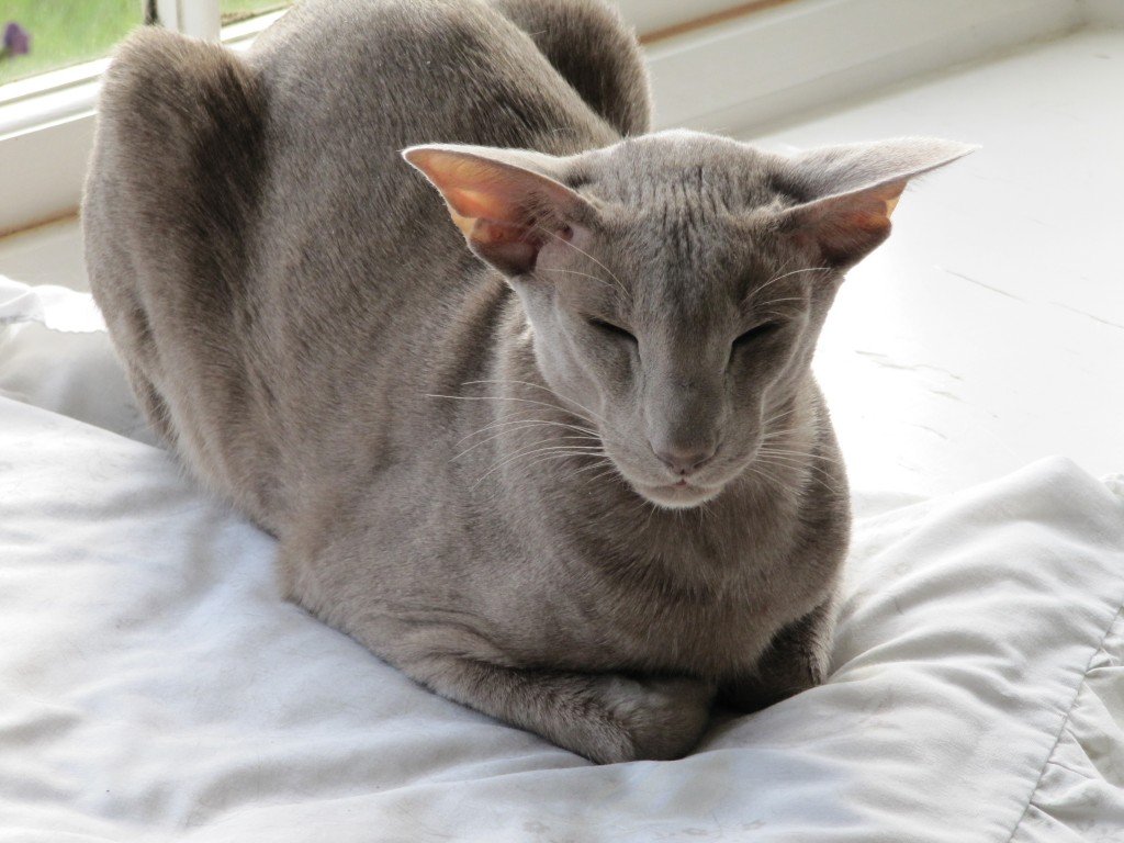 The Oriental Selfs Oriental Cat Association
