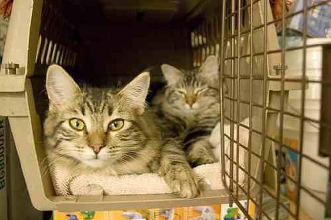 Bringing Cats Into The UK Oriental Cat Association