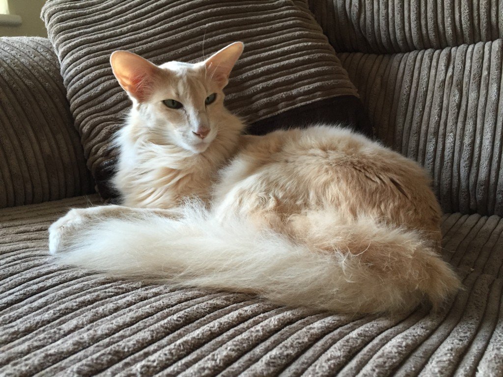 Oriental Longhair Oriental Cat Association