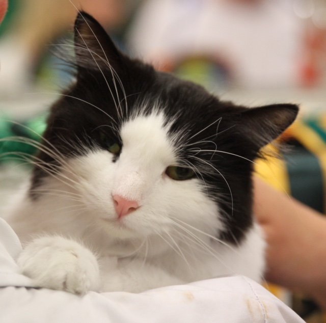 Show 2018 Oriental Cat Association