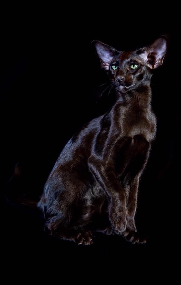 Oriental Cat Association