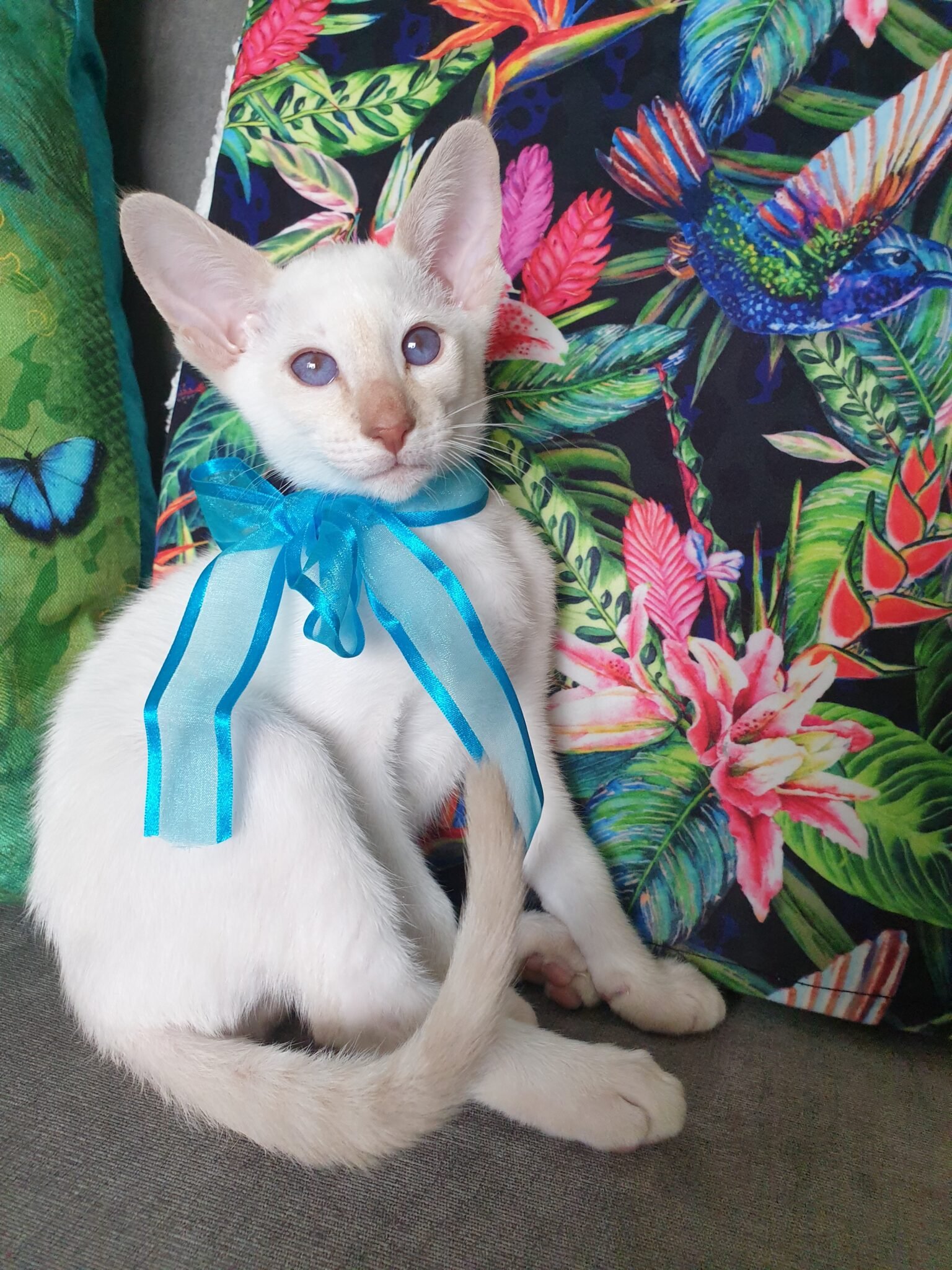 Kittens For Sale Oriental Cat Association